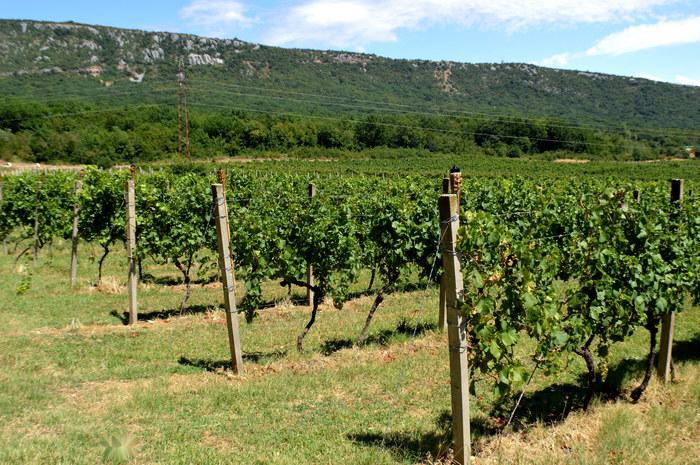 Vinodol-Tal - Kroatischer Wein